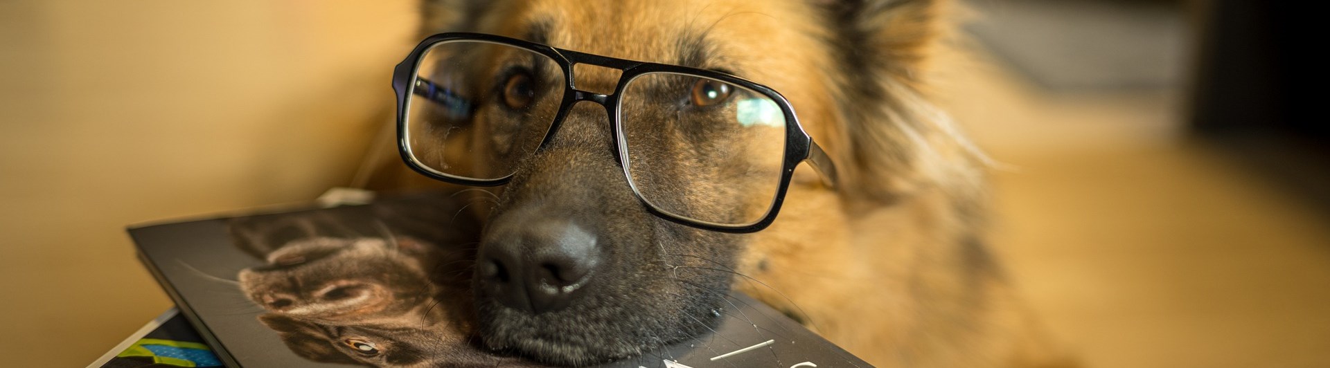 Schäfer med glasögon som har huvudet på skolböcker