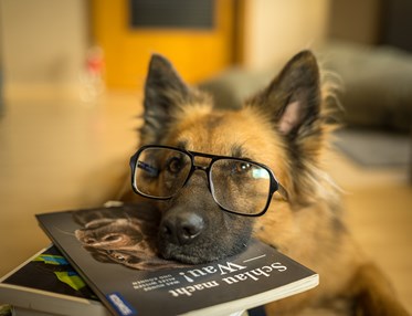 Schäfer med glasögon som har huvudet på skolböcker
