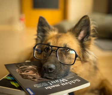 Schäfer med glasögon som har huvudet på skolböcker