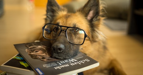 Schäfer med glasögon som har huvudet på skolböcker