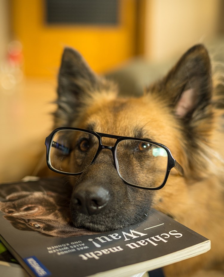Schäfer med glasögon som har huvudet på skolböcker