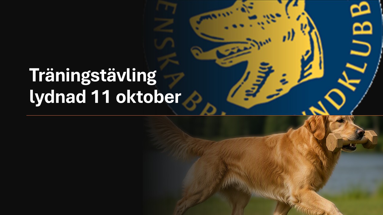 Träningstävling lydnad