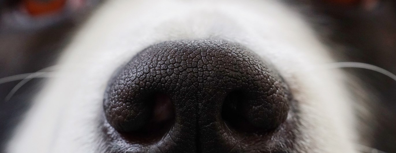 Närbild på hundnos