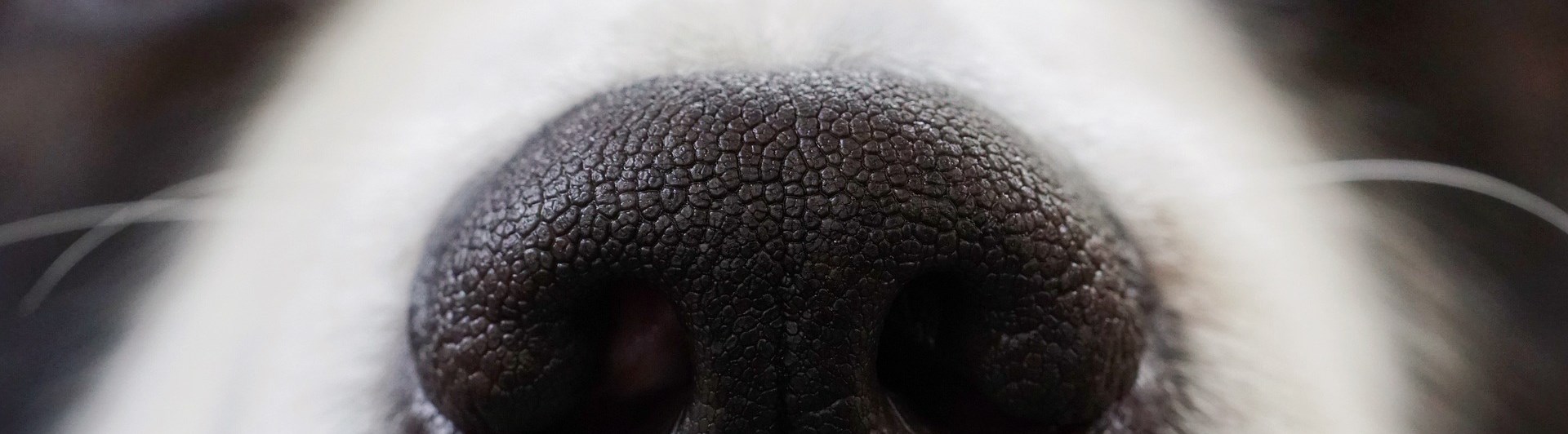 Närbild på hundnos