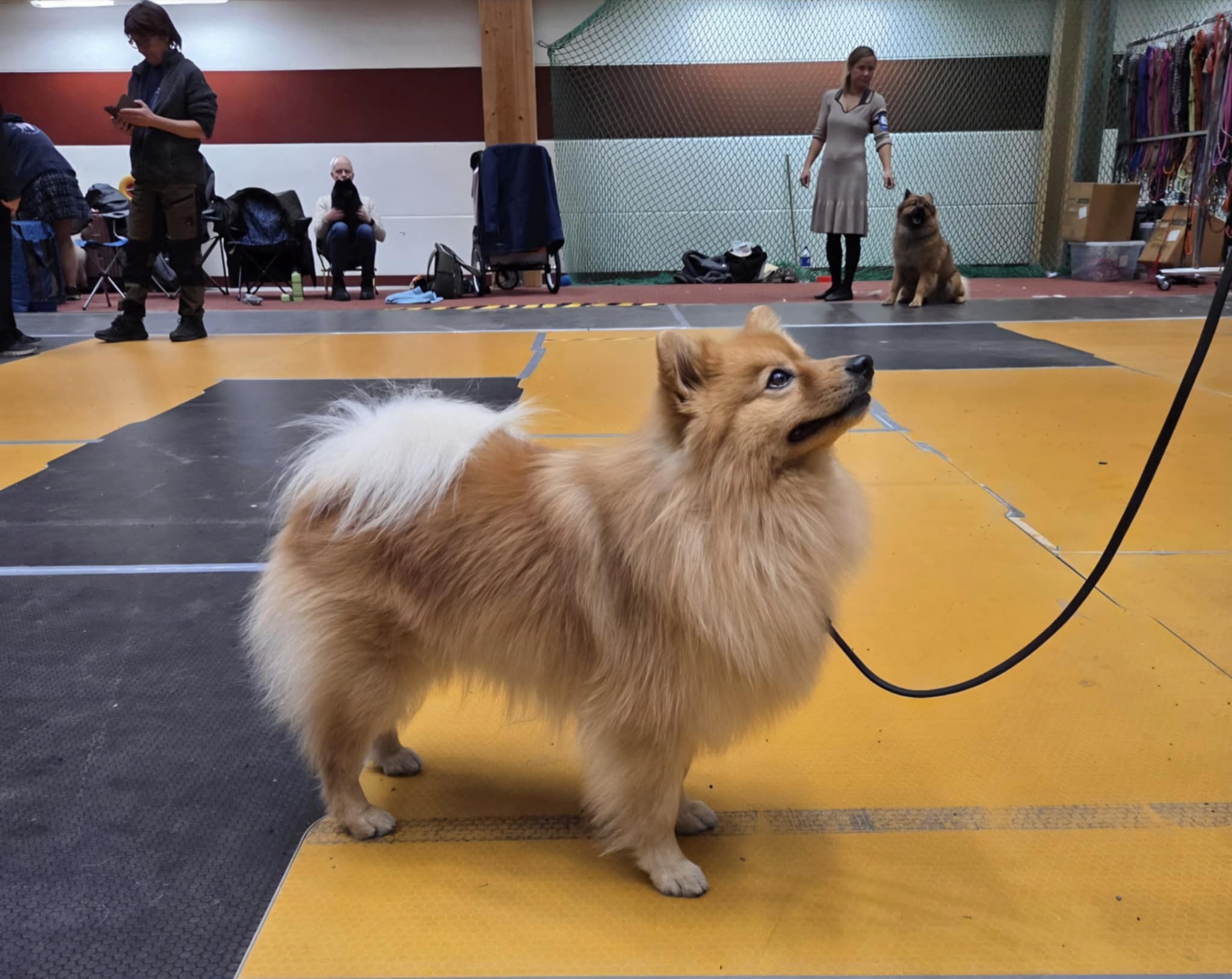 Årets Hund 2025 Jönköpings Brukshundklubb
