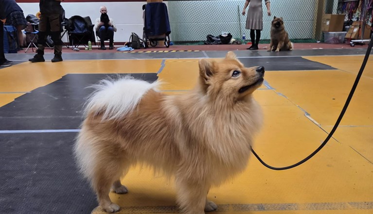 Årets Hund 2025 Jönköpings Brukshundklubb