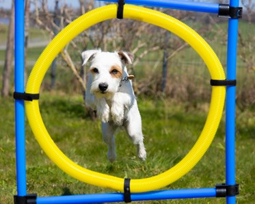 Hund hoppar genom en ring.