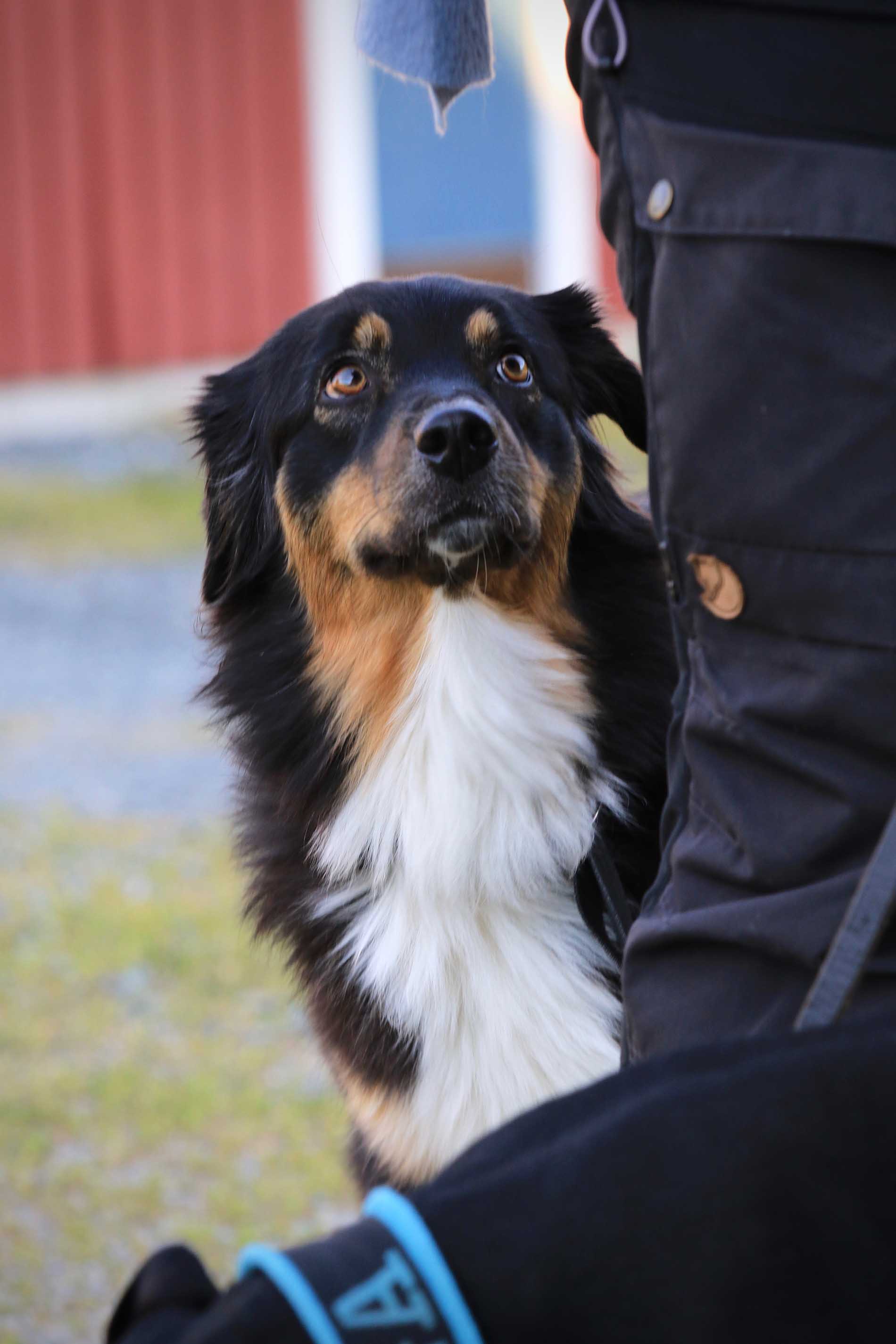 Hund på Hundtorpet