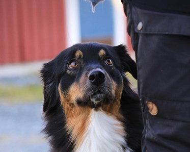Hund på Hundtorpet