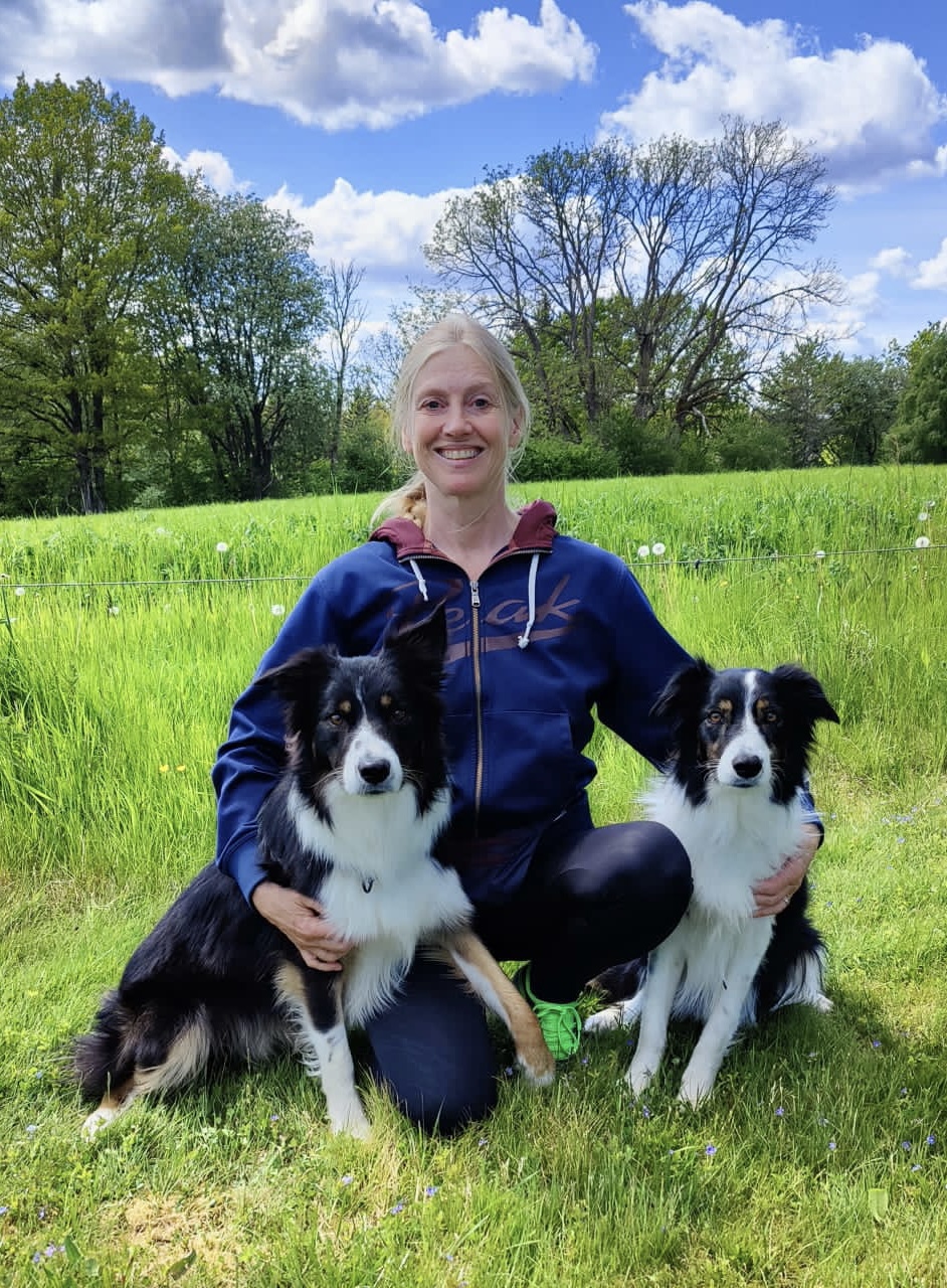 Förare med två border collies