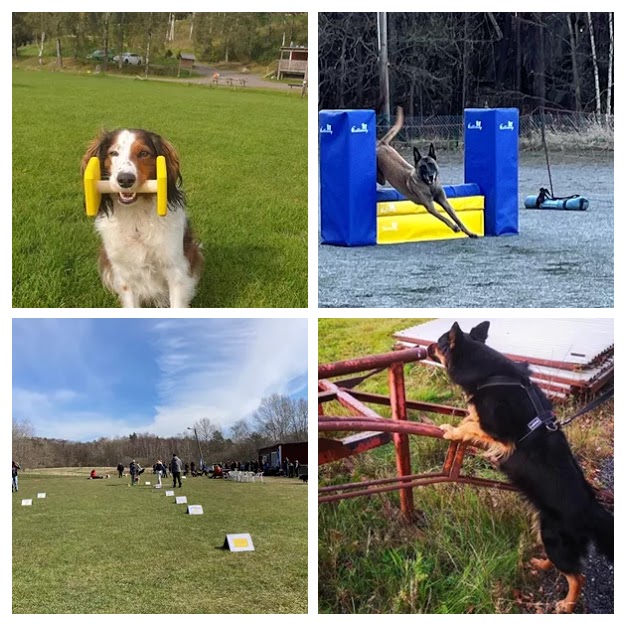 Torslanda-Öckerö Brukshundklubb