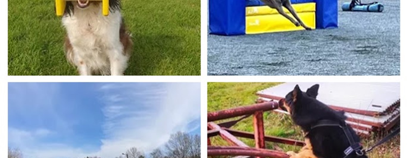 Torslanda-Öckerö Brukshundklubb