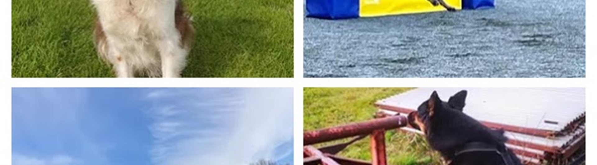 Torslanda-Öckerö Brukshundklubb