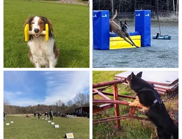 Torslanda-Öckerö Brukshundklubb