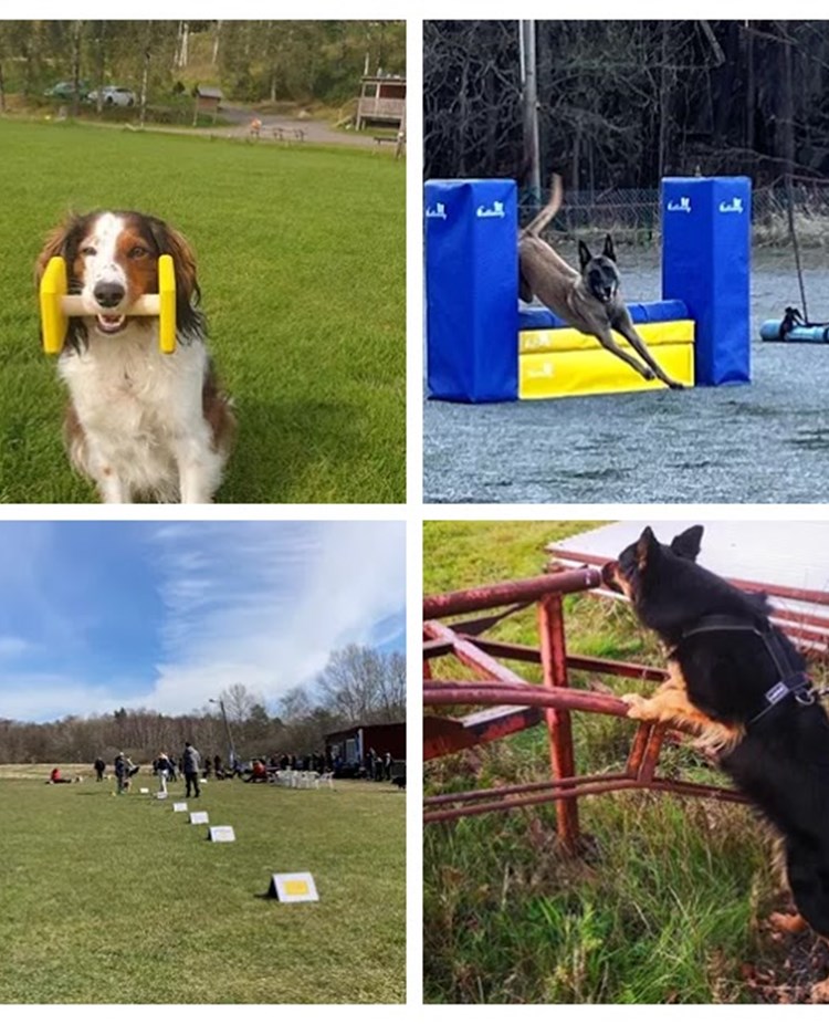 Torslanda-Öckerö Brukshundklubb