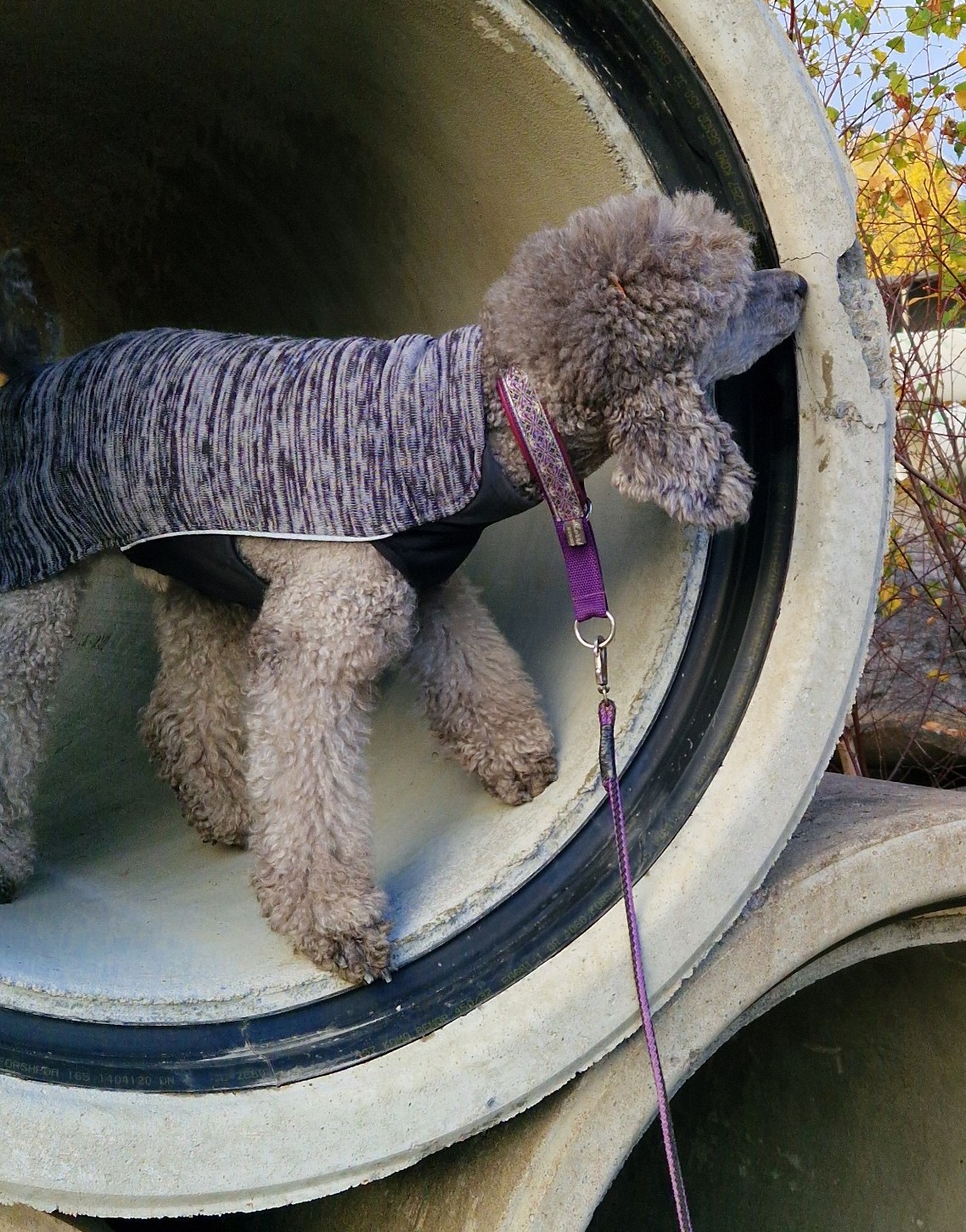 Pudel specialsök i betongrör