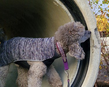 Pudel specialsök i betongrör