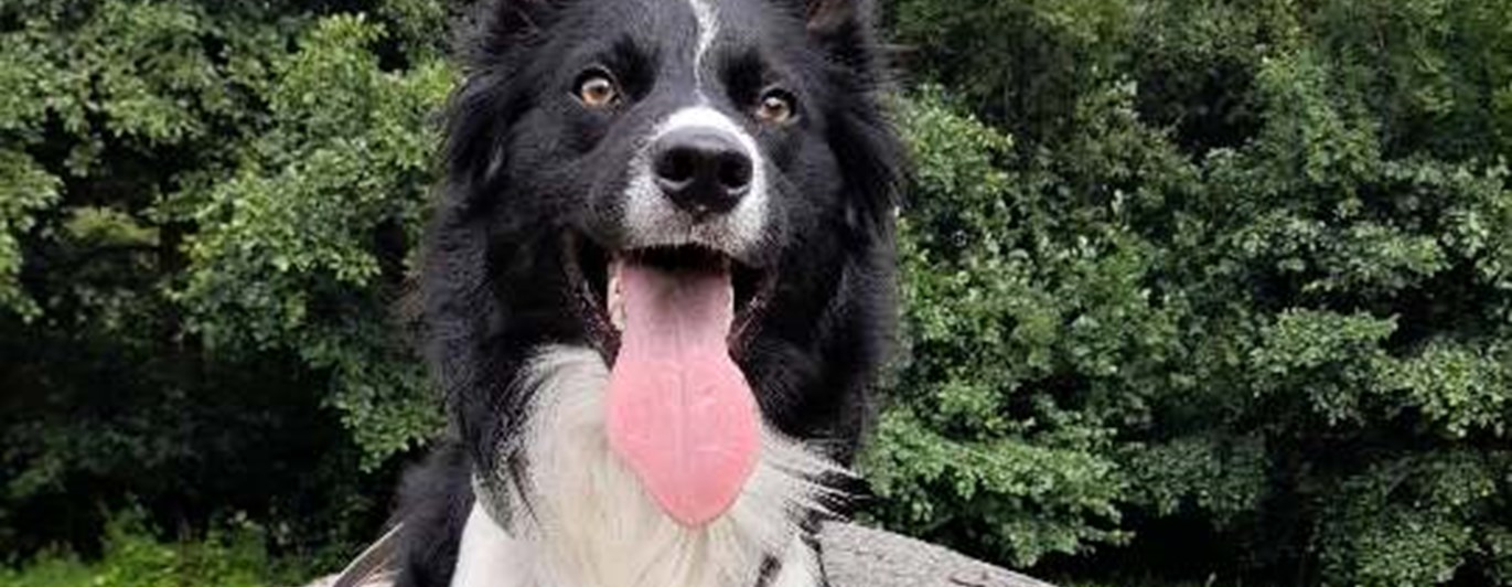 Hund som ligger på en stor sten