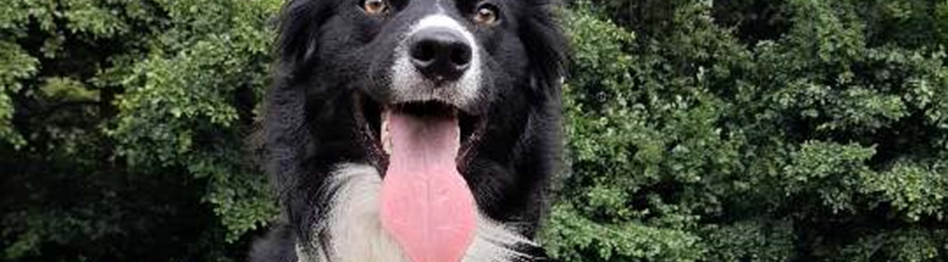 Hund som ligger på en stor sten