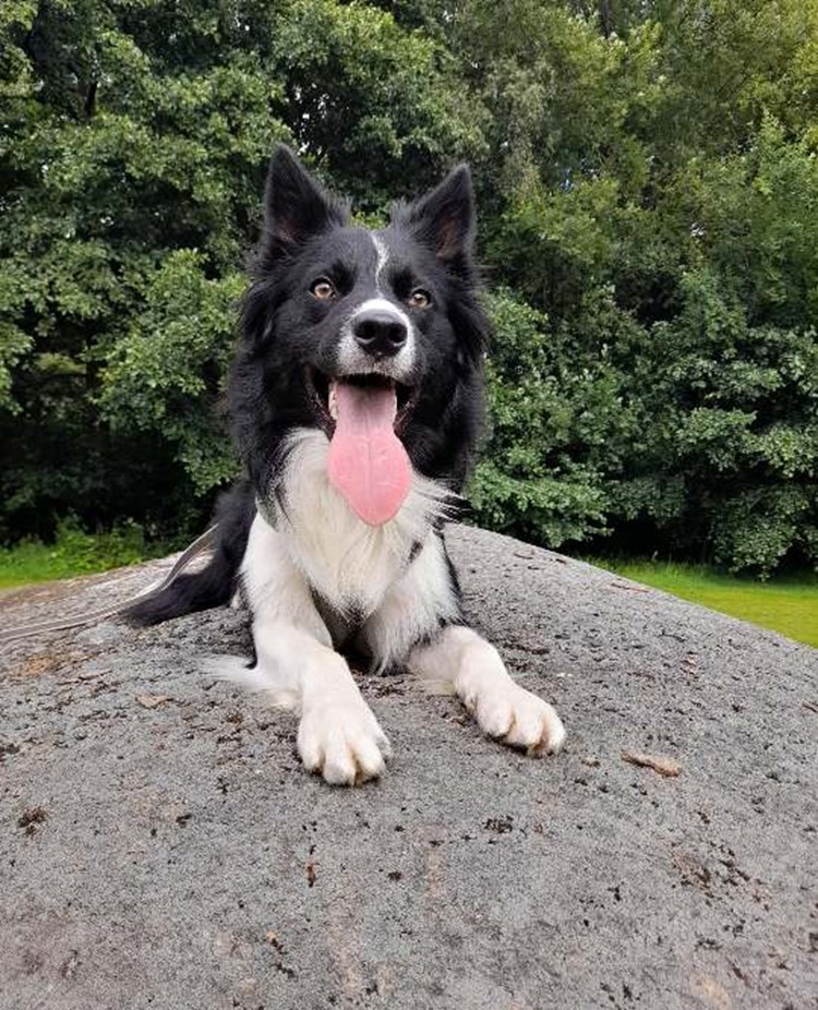 Hund som ligger på en stor sten