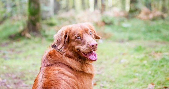 Hund sitter på en stig i skogen och tittar mot fotografen.