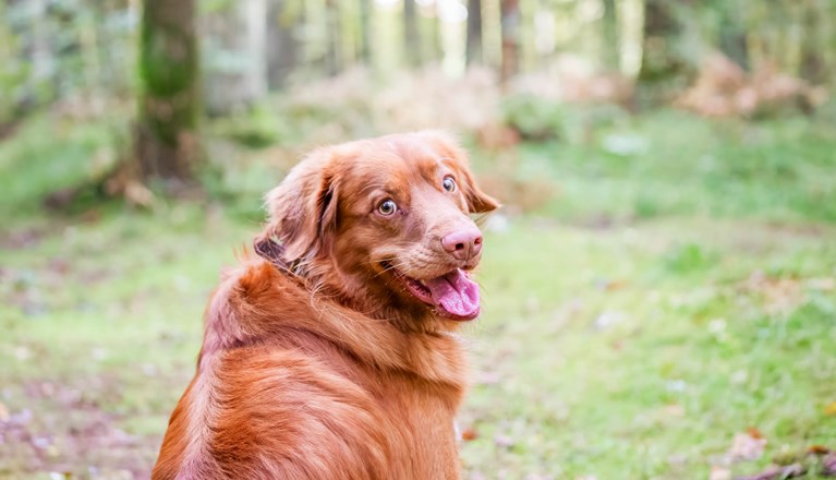 Hund sitter på en stig i skogen och tittar mot fotografen.