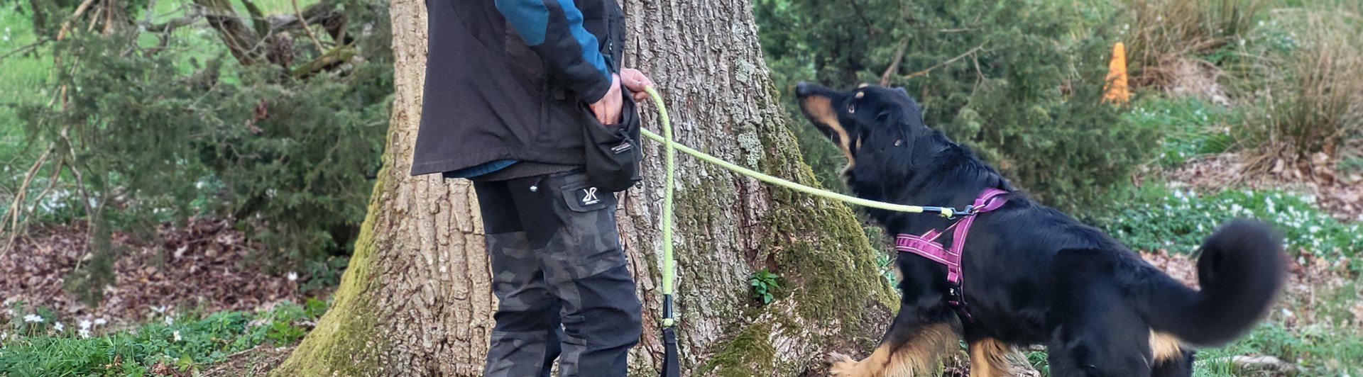 Hund söker på trädstam