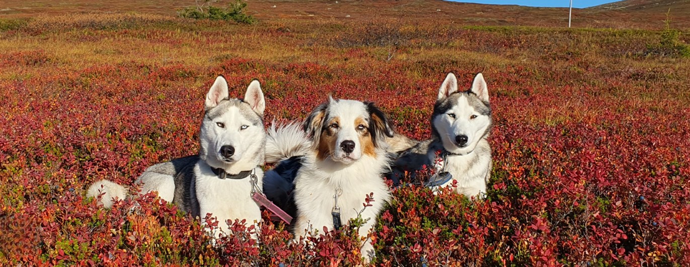Tre hundar liggandes i fjällbjörksris. Höst.