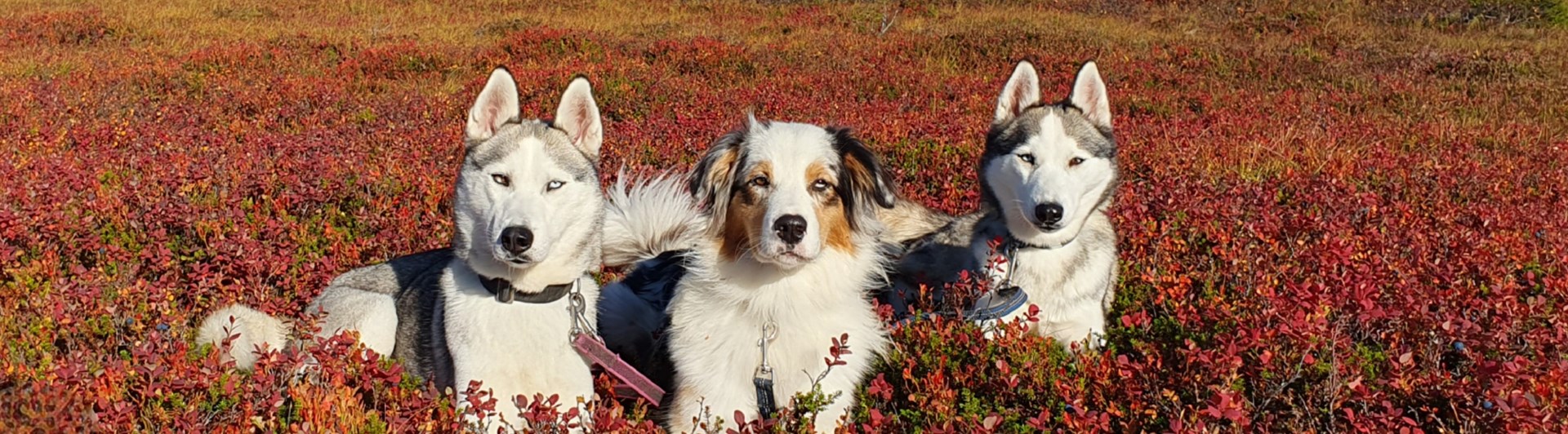Tre hundar liggandes i fjällbjörksris. Höst.