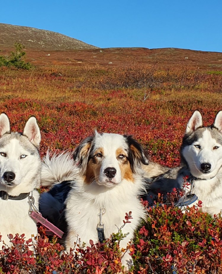 Tre hundar liggandes i fjällbjörksris. Höst.