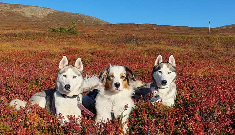 Tre hundar liggandes i fjällbjörksris. Höst.