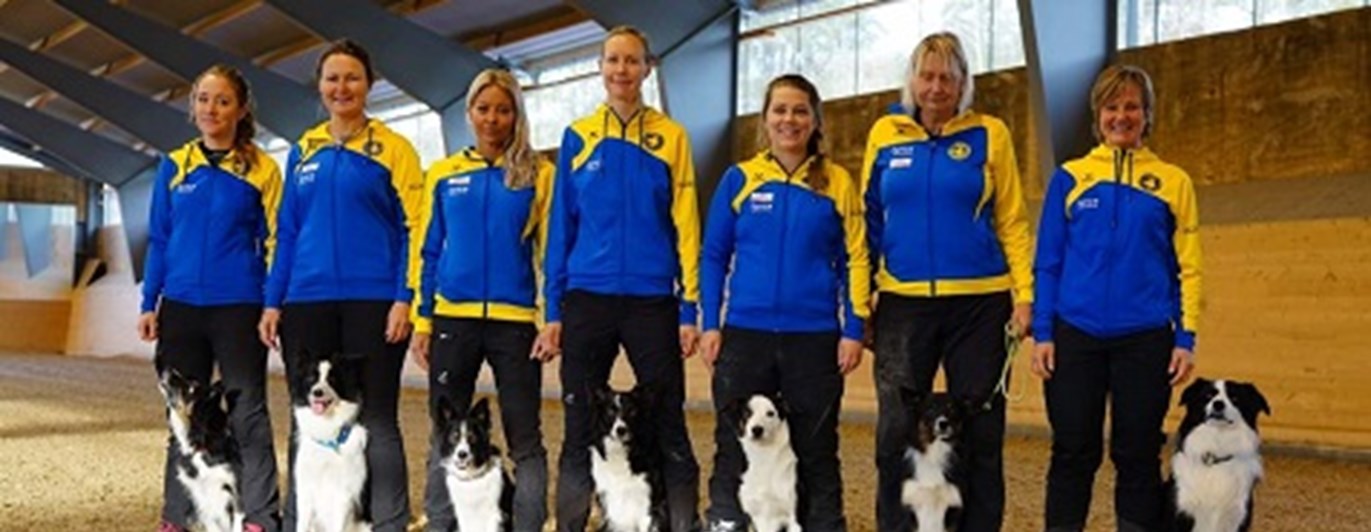 Foto på landslaget i lydnad