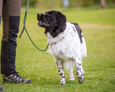 Hund går bredvid sin människa och tittar aktivt