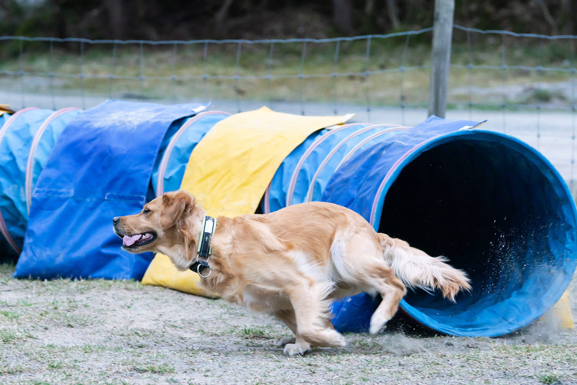 Golden retrievern Gry i full fart utanför en  gul och blå agilitytunnel.