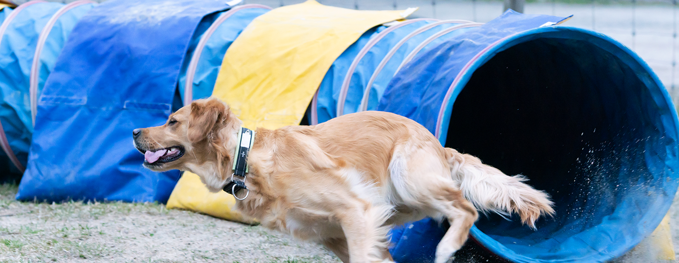 Golden retrievern Gry i full fart utanför en gul och blå agilitytunnel.