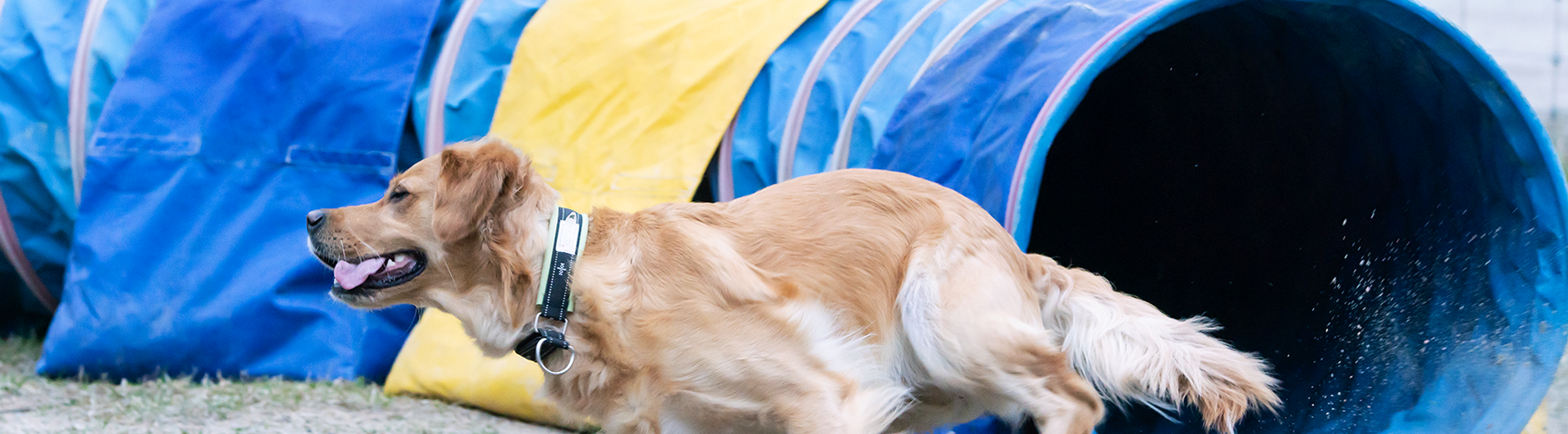Golden retrievern Gry i full fart utanför en gul och blå agilitytunnel.