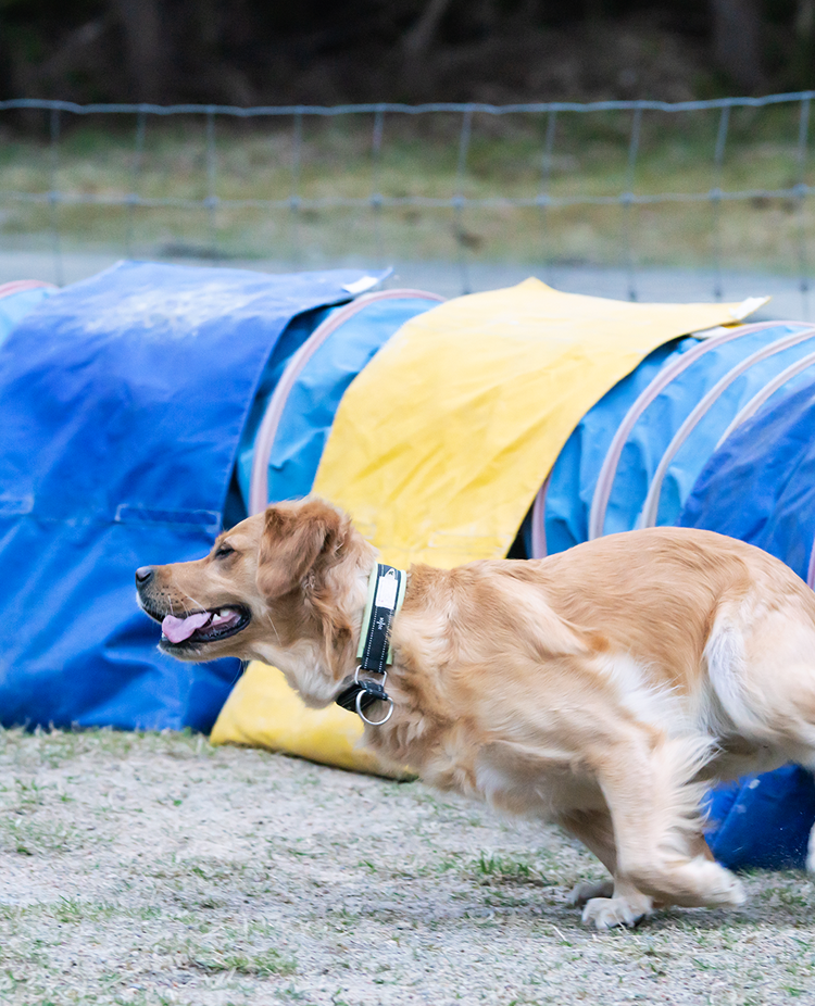 Golden retrievern Gry i full fart utanför en gul och blå agilitytunnel.
