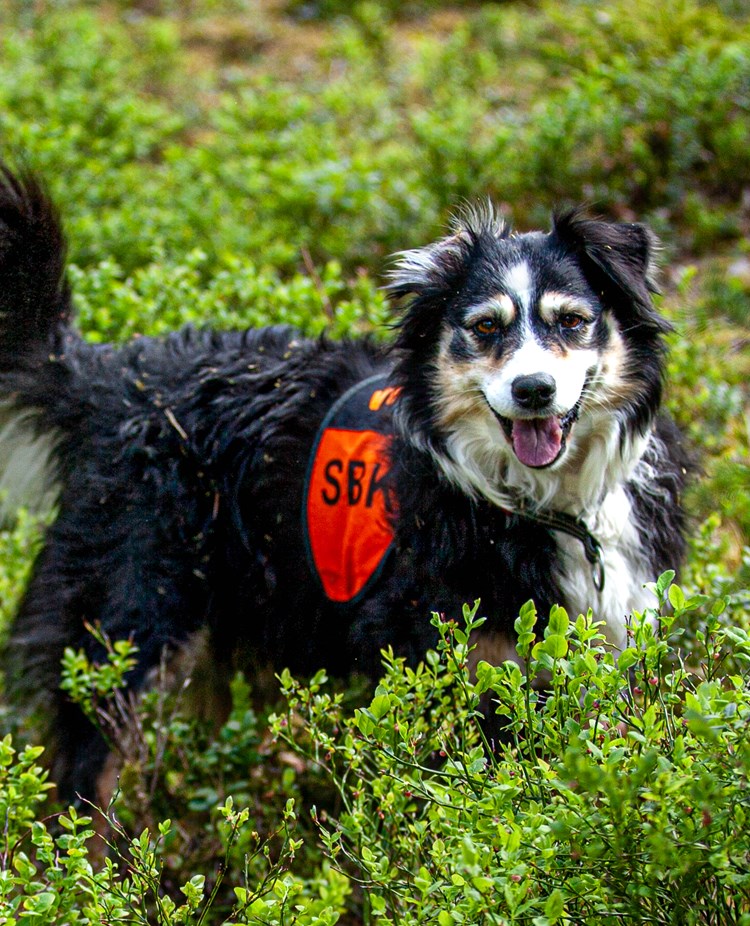 Hund i skogen