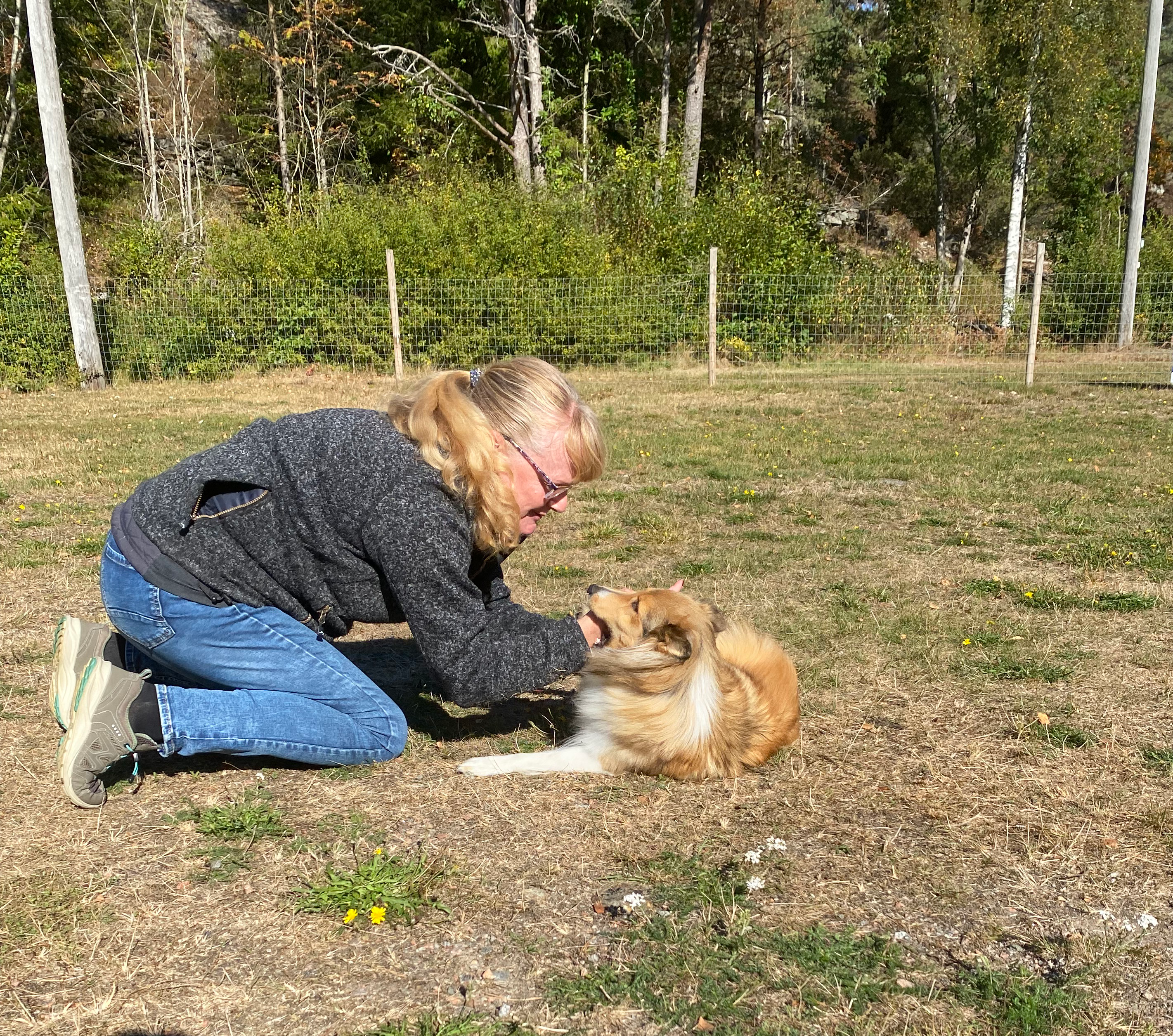 Kvinna på knä leker med en sheltie i höstsolen.