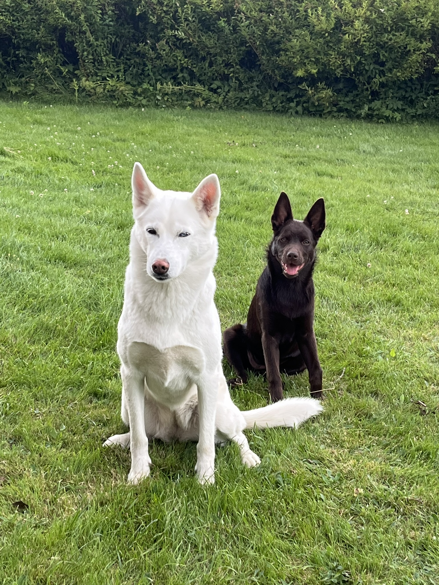Vit siberian husky och australian kelpie valp