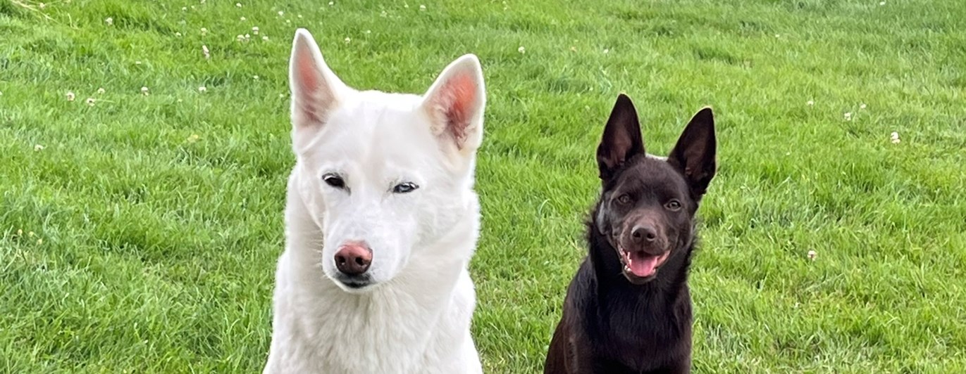 Vit siberian husky och australian kelpie valp