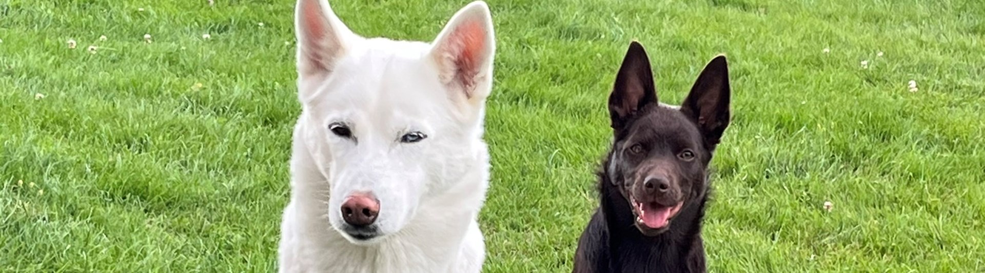 Vit siberian husky och australian kelpie valp