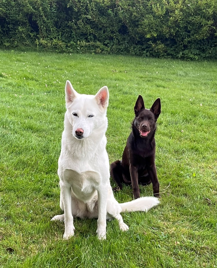 Vit siberian husky och australian kelpie valp