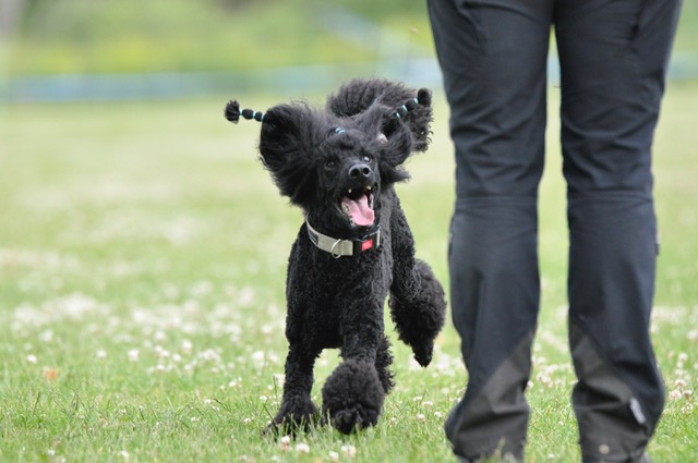Pudel som springer mot förare.