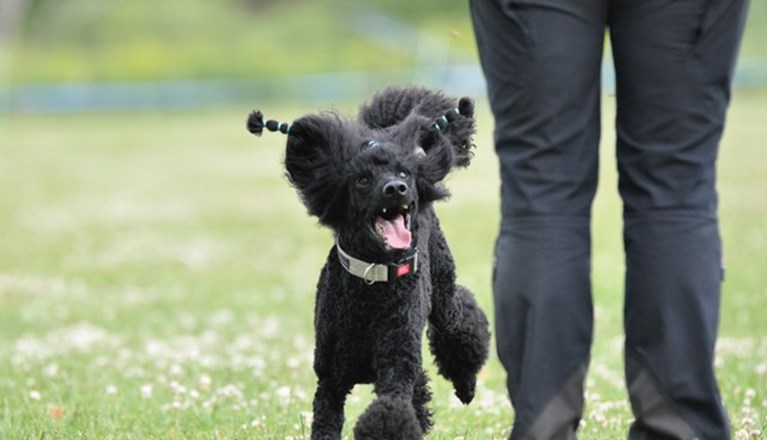 Pudel som springer mot förare.