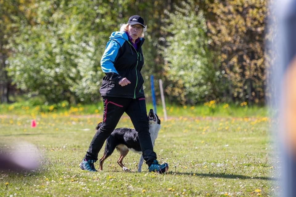 Border Collie tränar lydnad med matte Heléne Renström