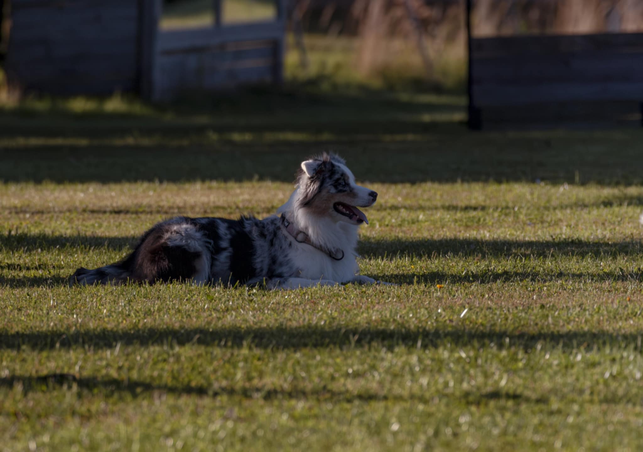 Hund som ligger ner på en gräsplätt. 
