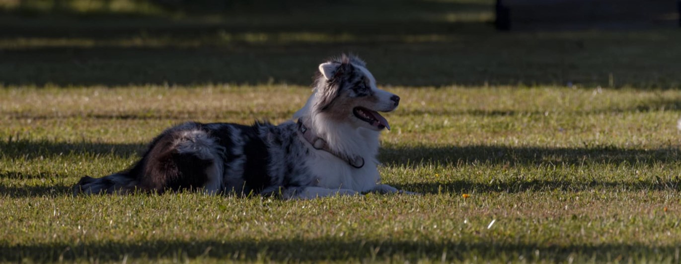 Hund som ligger ner på en gräsplätt.