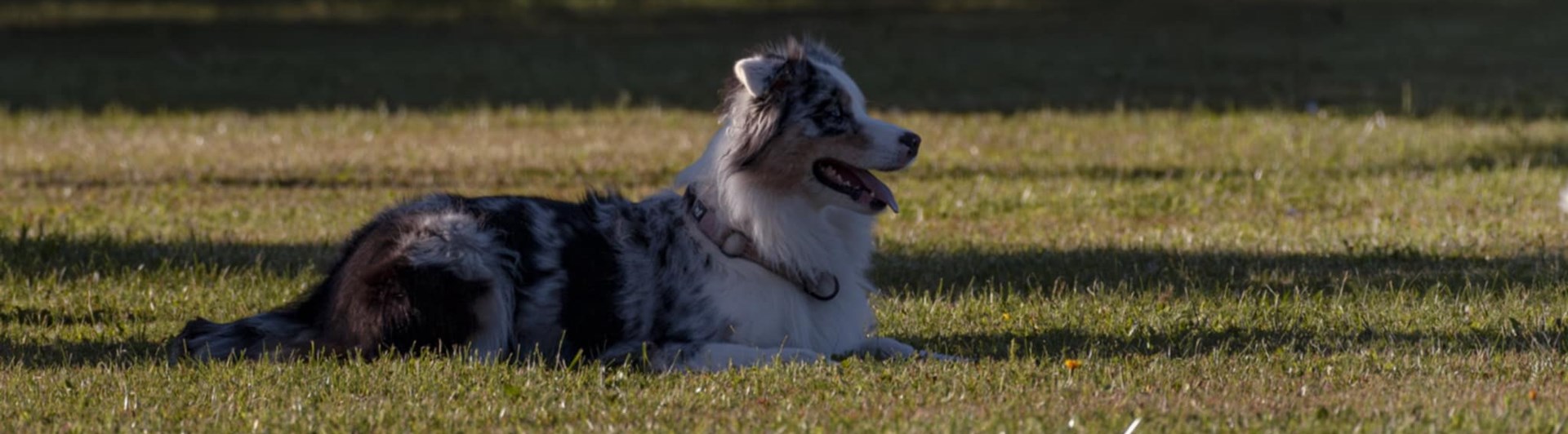 Hund som ligger ner på en gräsplätt.