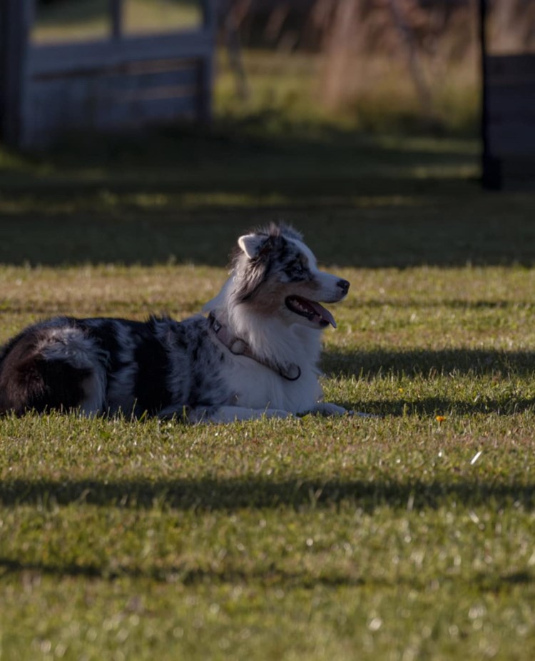 Hund som ligger ner på en gräsplätt.